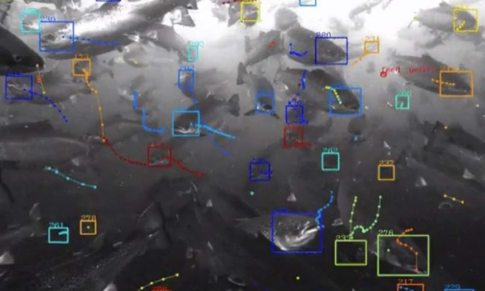 물고기 수천 마리 행동, 자동 추적하는 기술?