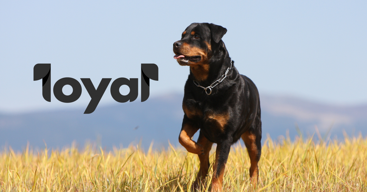 반려동물 수명 연장 치료제 개발하는 제약 회사