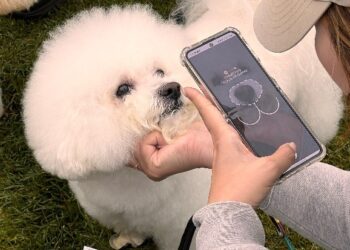 [AI서머리] 셀렉트스타, 205억 시리즈B‧반려동물 데이터 플랫폼 ‘비욘디’ 투자 유치