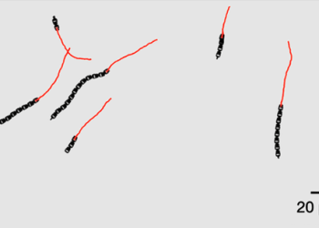 머리카락보다 작은 단세포 크기 로봇, 3D 프린팅했다